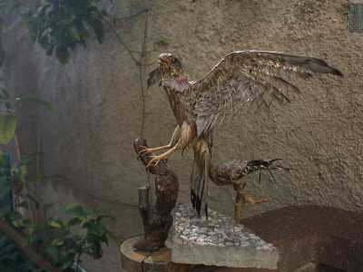 In un angolo notiamo anche un grande uccello imbalsamato che ci regala l�impressione, tra i fitti rami che ci circondano, di trovarci in una specie di giungla